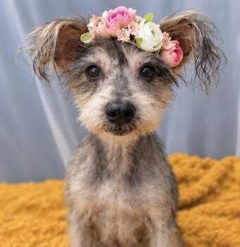 Millie -  Miniature Schnauzer Dog for Adoption in Foley, Alabama - Millie | PetCurious