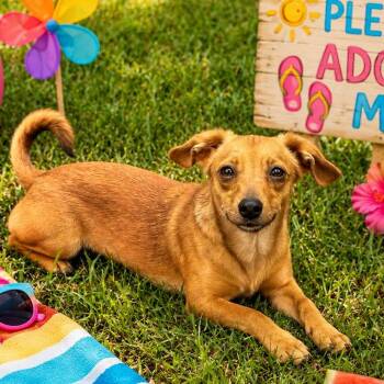 Peaches -  Dachshund Dog for Adoption in Locust Fork, Alabama - Peaches | PetCurious