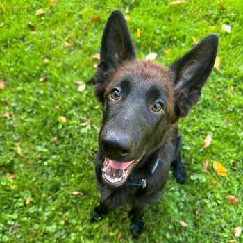 Flynn -  German Shepherd Dog Dog for Adoption in Brockport, New York - Flynn | PetCurious