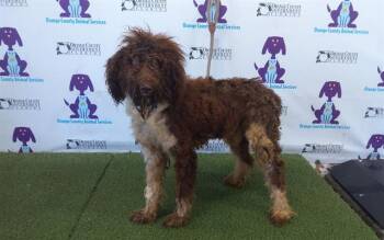 Rescue Poodle and Portuguese Water Dog Dogs for Adoption in Orlando, Florida - A582528 | PetCurious