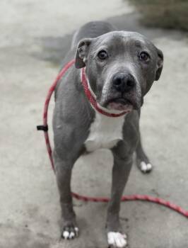 Pit Bull Terrier Dogs Available for Adoption in Bakersfield, California - Angelica | PetCurious