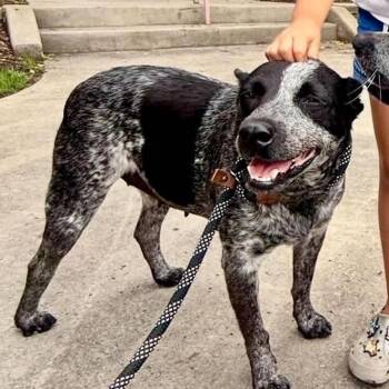 Gracie KF -  Australian Cattle Dog Blue Heeler Dog for Adoption in Austin, Texas - Gracie KF | PetCurious