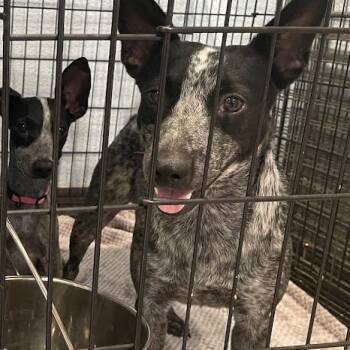 0888-D26 -  Cattle Dog Dog for Adoption in Port Charlotte, Florida - 0888-D26 | PetCurious