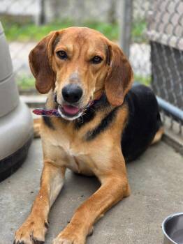 Coonhound and Terrier Dogs Available for Adoption in Bloomfield, Connecticut - Meep | PetCurious