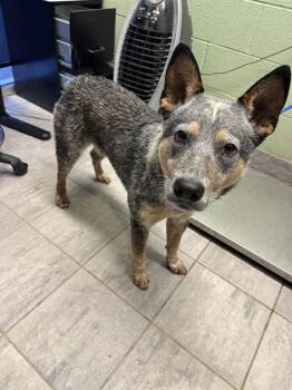 Australian Cattle Dog Blue Heeler and Mixed Breed Dogs Available for Adoption in Grand Prairie, Texas - HAROLD | PetCurious