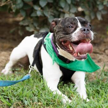 Brantley -  Boxer and Mixed Breed Dog for Adoption in Evansville, Indiana - Brantley | PetCurious