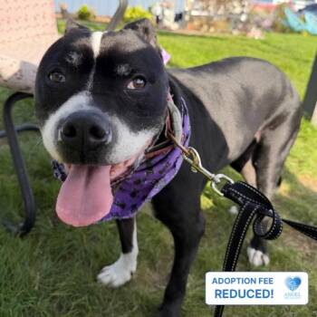 Sades -  Pit Bull Terrier Dog for Adoption in Naperville, Illinois - Sades | PetCurious