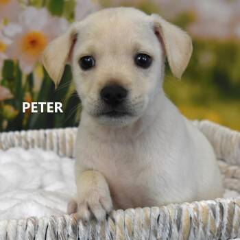 Peter -  Mixed Breed Dog for Adoption in Tempe, Arizona - Peter | PetCurious
