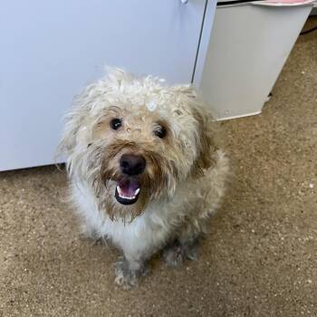 Stanley -  Mixed Breed Dog for Adoption in Skokie, Illinois - Stanley | PetCurious