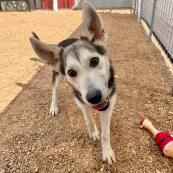 Denali KCAC #432.26 -  Husky and Mixed Breed Dog Available for Adoption in Kerrville, Texas - Denali KCAC #432.26 | PetCurious
