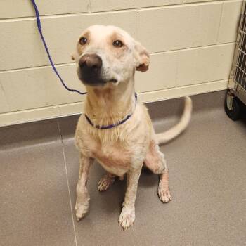 NAWC-Stray-63671 -  Cattle Dog and Mixed Breed Dog for Adoption in Bend, Oregon - NAWC-Stray-63671 | PetCurious