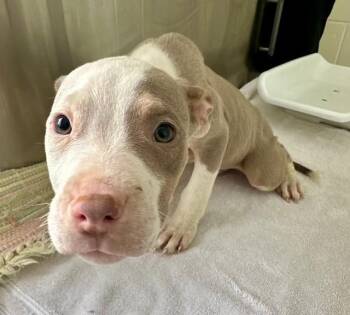 Pit Bull Terrier Dogs Available for Adoption - SPINDRIFT | PetCurious