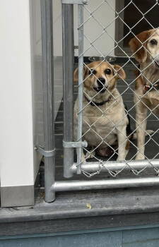 Rescue Beagle Dogs for Adoption in Hinton, West Virginia - Beatrice (7yo,18lbs) | PetCurious