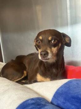 Dolores -  Chihuahua and Mixed Breed Dog for Adoption in Fort Worth, Texas - Dolores | PetCurious