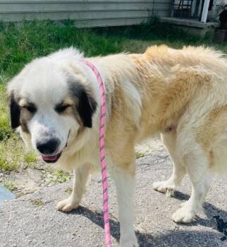 Stanly -  Great Pyrenees Dog for Adoption in Henderson, North Carolina - Stanly | PetCurious