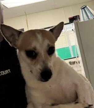 Kerchak -  Chihuahua Dog for Adoption in Tulare, California - Kerchak | PetCurious