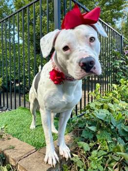 Pit Bull Terrier Dogs Available for Adoption - Poppy | PetCurious