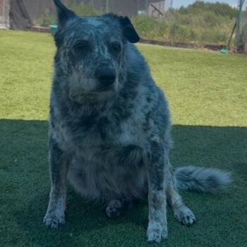 Shaggy -  Australian Cattle Dog Blue Heeler and Mixed Breed Dog for Adoption in Idaho Falls, Idaho - Shaggy | PetCurious