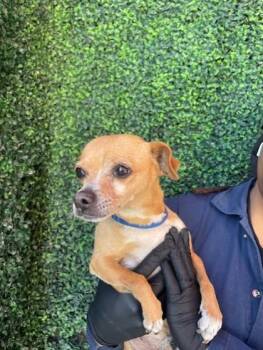 Chihuahua and Mixed Breed Dogs Available for Adoption in El Paso, Texas - 60970636 | PetCurious
