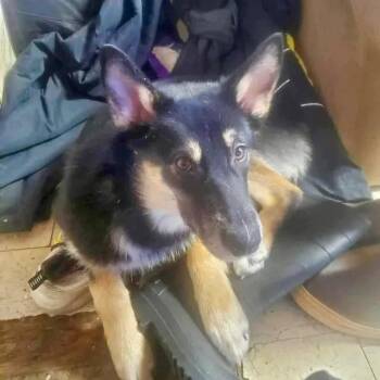 Husky Dogs Available for Adoption - Hank | PetCurious