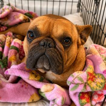 Nova -  French Bulldog Dog for Adoption in Sonoma, California - Nova | PetCurious