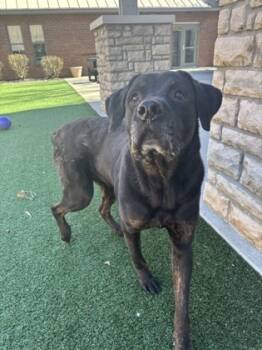 Rescue Rottweiler and Cane Corso Dogs for Adoption in Cincinnati, Ohio - Shadow | PetCurious