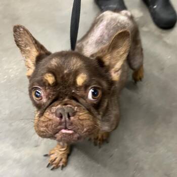 Grogu -  French Bulldog Dog for Adoption in Tampa, Florida - Grogu | PetCurious
