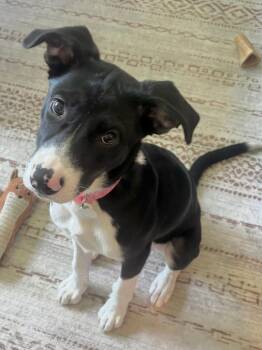 Lily -  Mixed Breed Dog for Adoption in Greenfield, Indiana - Lily | PetCurious