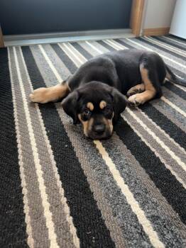 Peppermint -  Mixed Breed Dog for Adoption in Saskatoon, Saskatchewan - Peppermint | PetCurious