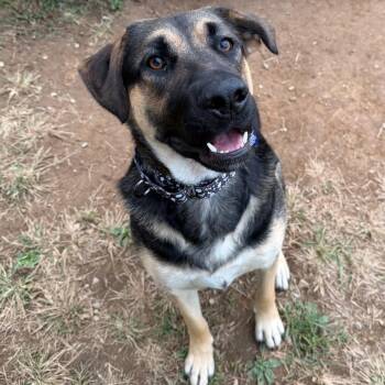 Jeff -  German Shepherd Dog and Mountain Cur Dog for Adoption in Johnson City, Tennessee - Jeff | PetCurious