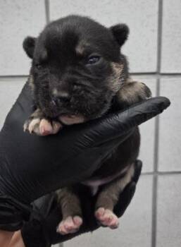 Shepherd and Mixed Breed Dogs Available for Adoption in El Paso, Texas - Miso Soup* | PetCurious