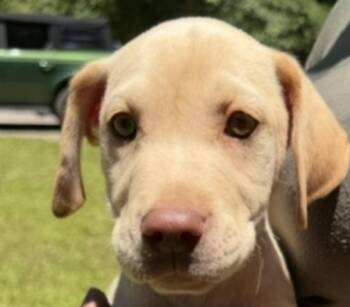 Biscuit Sweets -  Labrador Retriever Dog for Adoption in Andover, Massachusetts - Biscuit Sweets | PetCurious