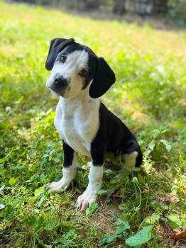 Finlay -  Pit Bull Terrier Dog for Adoption in Glocester, Rhode Island - Finlay | PetCurious