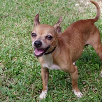 Papi -  Chihuahua Dog for Adoption in Miami, Florida - Papi | PetCurious