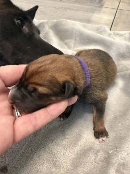 Pokemon- Baby Ditto (purple)- Located in Arizona -  Belgian Shepherd Malinois Dog for Adoption in Imlay City, Michigan - Pokemon- Baby Ditto (purple)- Located In Arizona | PetCurious