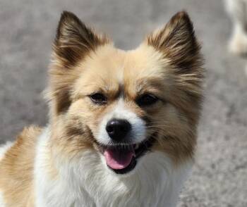 Spitz and Jindo Dogs Available for Adoption in San Ramon, California - Yomi | PetCurious