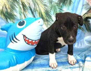Gypsy -  Catahoula Leopard Dog and Mixed Breed Dog for Adoption in Elmira, New York - Gypsy | PetCurious