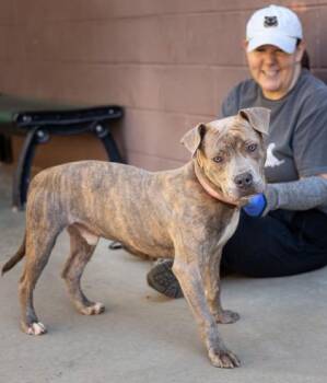 Pupperoni -  Mixed Breed Dog for Adoption in Chamblee, Georgia - Pupperoni | PetCurious