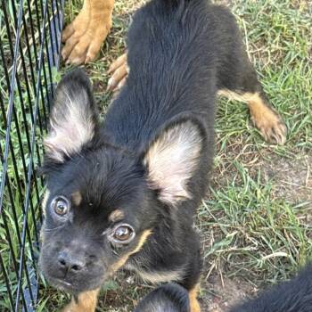 French Bulldog and Yorkshire Terrier Dogs Available for Adoption - Brie | PetCurious