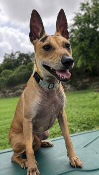 Flute -  Shepherd and Mixed Breed Dog for Adoption in San Antonio, Texas - Flute | PetCurious