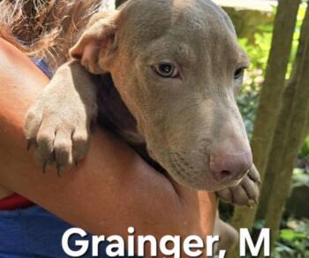 Grainger -  Mixed Breed Dog for Adoption in Parma, Ohio - Grainger | PetCurious