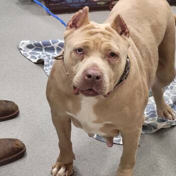 26-466 -  American Bully Dog for Adoption in Lindenhurst, New York - 26-466 | PetCurious