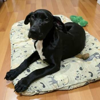 Great Dane Dogs Available for Adoption in Wheelersburg, Ohio - Nyx | PetCurious