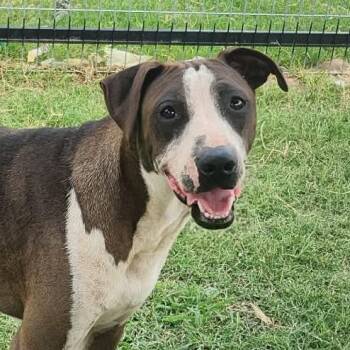 Cruz FJ -  Shar Pei and Pit Bull Terrier Dog for Adoption in Austin, Texas - Cruz FJ | PetCurious