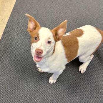 Jill -  Mixed Breed Dog for Adoption in Westhampton, New York - Jill | PetCurious