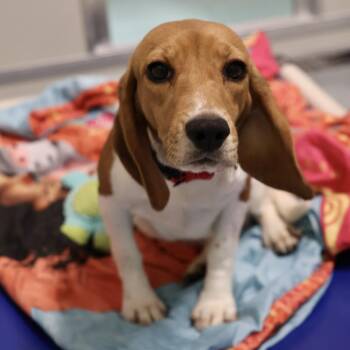Parcheesi -  Beagle Dog for Adoption in Briarcliff Manor, New York - Parcheesi | PetCurious