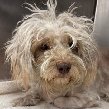 Maltese and Mixed Breed Dogs Available for Adoption - Pretzel | PetCurious