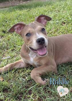 Riddle -  Pit Bull Terrier and Mixed Breed Dog for Adoption in Brookshire, Texas - Riddle | PetCurious