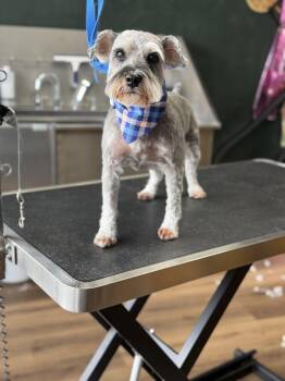 Miniature Schnauzer Dogs Available for Adoption in Riverdale, Iowa - Whiskey | PetCurious