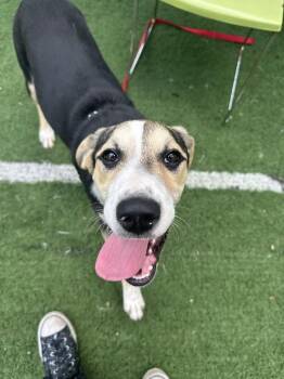 Jessie -  Mixed Breed Dog Available for Adoption in Upper Township, New Jersey - Jessie | PetCurious